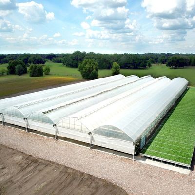 Invernadero agrícola de plástico de película de túnel de múltiples tramos con ventanas de 3 a 8 m de altura