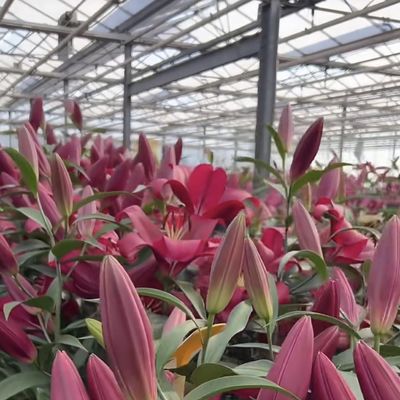 Personalización Estructura de acero Origen Sistema de hidroponía de invernadero de vidrio para flores