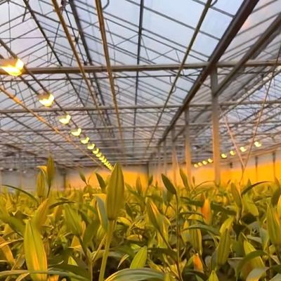 Sistema de producción hidropónica de invernadero de vidrio de doble capa con riego por goteo