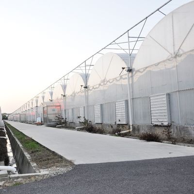 Solicitud personalizada Invernadero de película de túnel de plástico de múltiples tramos para la producción