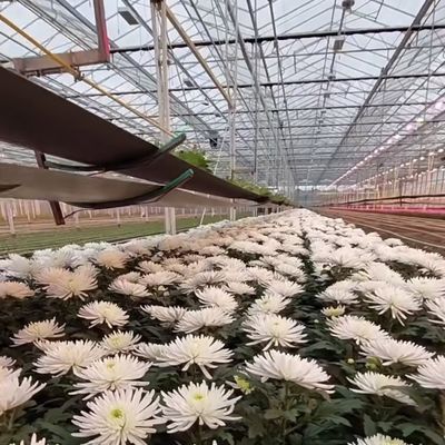 Sistema de producción hidropónica de invernadero de vidrio de doble capa con riego por goteo