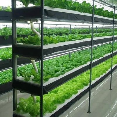 Maximizar el crecimiento con el sistema de cultivo sin suelo en el invernadero de contenedores de techo arqueado