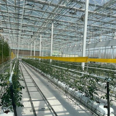 Maximizar el crecimiento con el sistema de cultivo sin suelo en el invernadero de contenedores de techo arqueado