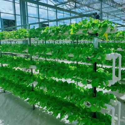 Maximizar el crecimiento con el sistema de cultivo sin suelo en el invernadero de contenedores de techo arqueado