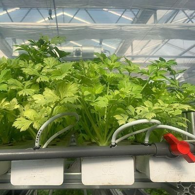 Maximizar el crecimiento con el sistema de cultivo sin suelo en el invernadero de contenedores de techo arqueado