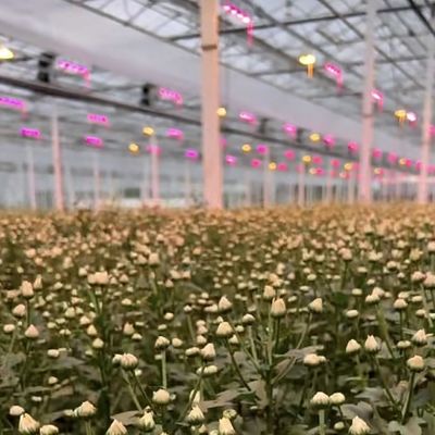 Hidroponía multi-espacio con buena transmisión de luz y opciones personalizables