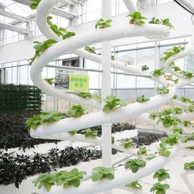 Personalización del sistema hidropónico de invernadero de alto rendimiento para la sostenibilidad comercial