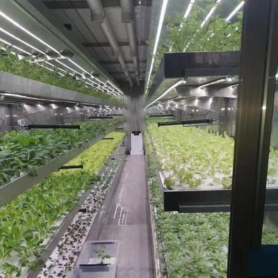 Personalización del sistema hidropónico de invernadero de alto rendimiento para la sostenibilidad comercial