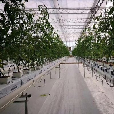 Personalización del sistema hidropónico de invernadero de alto rendimiento para la sostenibilidad comercial