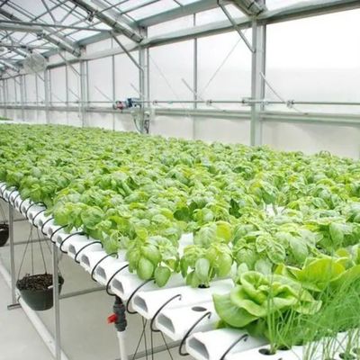 Personalización del sistema hidropónico de invernadero de alto rendimiento para la sostenibilidad comercial