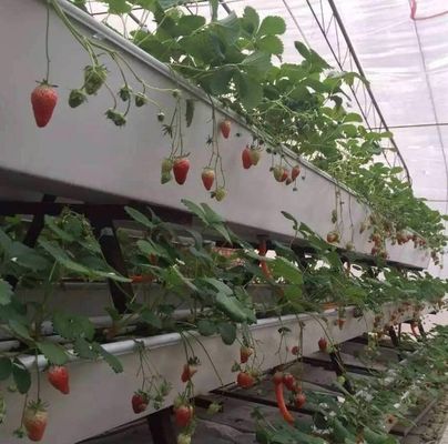 Personalización del sistema hidropónico de invernadero de alto rendimiento para la sostenibilidad comercial