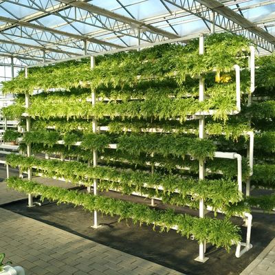 Invernadero de vidrio de pantalla de sombra múltiple de cultivo hidropónico con estructura y envergadura de acero