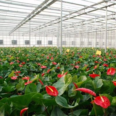Invernadero de vidrio de pantalla de sombra múltiple de cultivo hidropónico con estructura y envergadura de acero