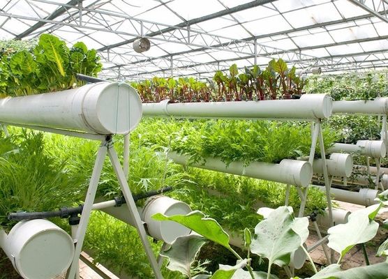 Instalación hidropónica de invernadero de película agrícola con estructura de acero y capacidad a gran escala