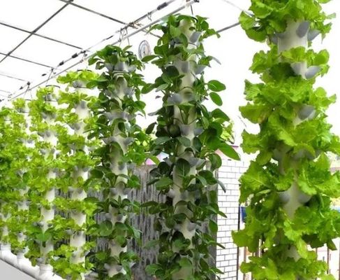 Instalación hidropónica de invernadero de película agrícola con estructura de acero y capacidad a gran escala