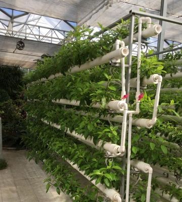 Instalación hidropónica de invernadero de película agrícola con estructura de acero y capacidad a gran escala