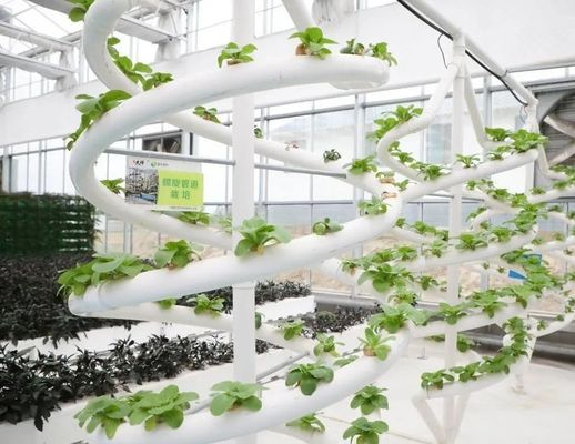 Instalación hidropónica de invernadero de película agrícola con estructura de acero y capacidad a gran escala