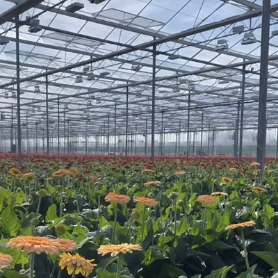 Sistema de hidroponía de invernadero de vidrio Venlo para verduras fabricadas en los Países Bajos