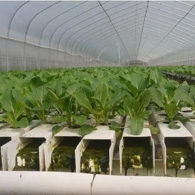 El cultivo de películas facilita técnicas avanzadas de cultivo sin suelo para invernaderos comerciales