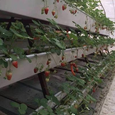 6/9.6/12 metros Método de cultivo Sistema hidropónico para invernadero de película de Juxiang fácil