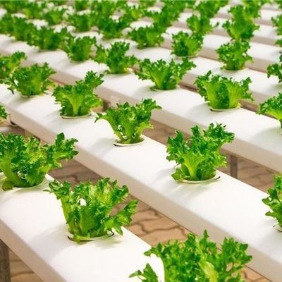 6/9.6/12 metros Método de cultivo Sistema hidropónico para invernadero de película de Juxiang fácil