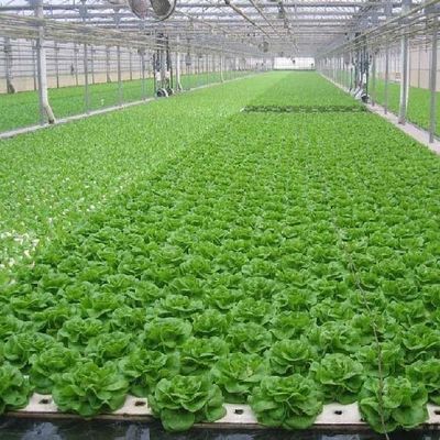 6/9.6/12 metros Método de cultivo Sistema hidropónico para invernadero de película de Juxiang fácil