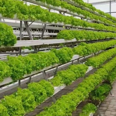 6/9.6/12 metros Método de cultivo Sistema hidropónico para invernadero de película de Juxiang fácil