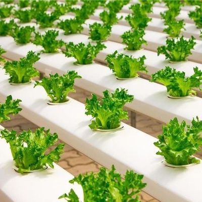 Sistema hidropónico innovador para el cultivo en invernaderos con película Opción de pago completo