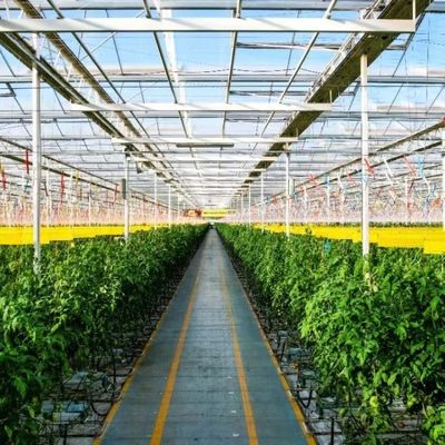 JX-A0064 Invernadero de vidrio hueco de sola capa flotante grande para el cultivo hidropónico