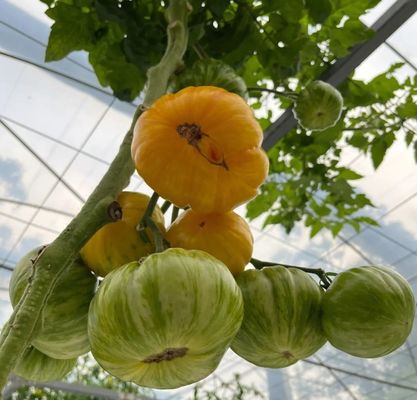 Sistema hidropónico innovador para el cultivo en invernaderos con película Opción de pago completo