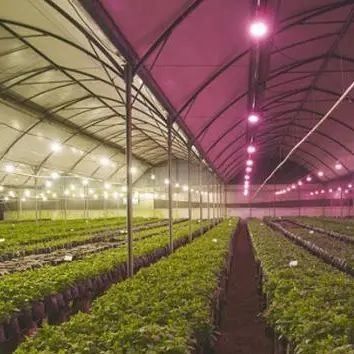 Invernadero de iluminación contra la niebla por goteo para el cultivo de semillas