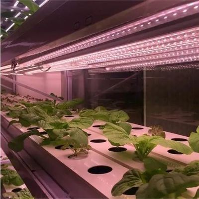 Invernadero de iluminación contra la niebla por goteo para el cultivo de semillas