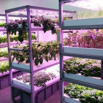 Invernadero de iluminación contra la niebla por goteo para el cultivo de semillas