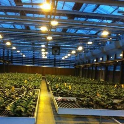 Invernadero de iluminación contra la niebla por goteo para el cultivo de semillas
