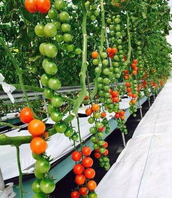 Instalación hidropónica de invernadero de vidrio para el cultivo durante todo el año Costo de envío asequible