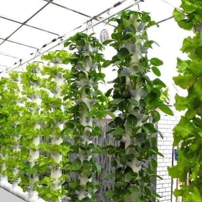 Instalación hidropónica de invernadero de vidrio para el cultivo durante todo el año Costo de envío asequible