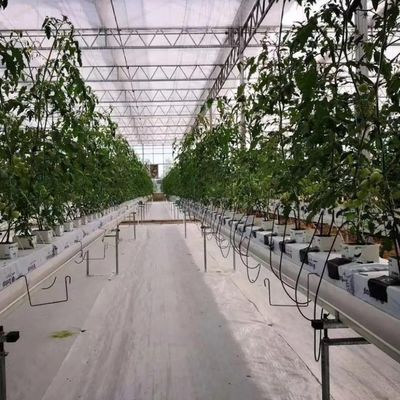 Instalación hidropónica de invernadero de vidrio para el cultivo durante todo el año Costo de envío asequible