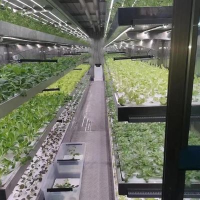 Instalación hidropónica de invernadero de vidrio para el cultivo durante todo el año Costo de envío asequible