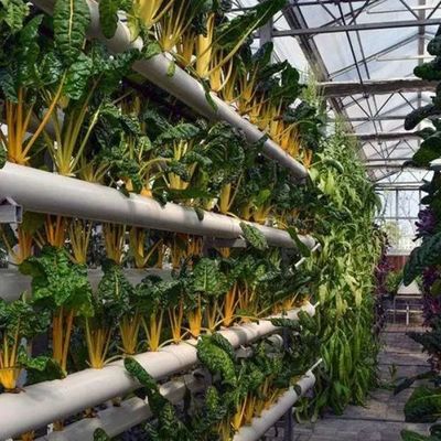 Instalación hidropónica de invernadero de vidrio para el cultivo durante todo el año Costo de envío asequible