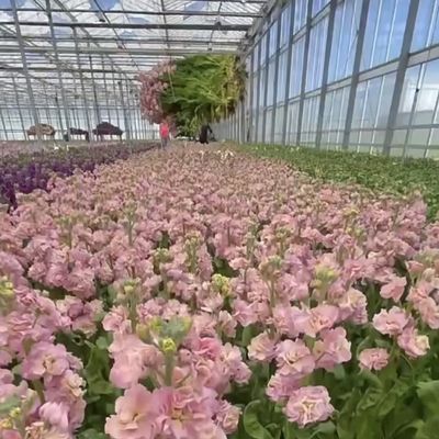 Sistema de hidroponía de invernadero de vidrio a un precio razonable para necesidades agrícolas a gran escala
