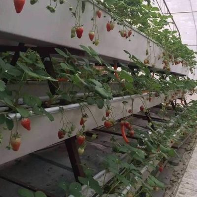 9.6m invernadero de película para obtener el rendimiento máximo en el cultivo sin suelo y el pago inicial