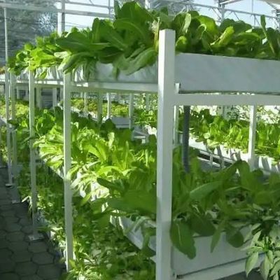 9.6m invernadero de película para obtener el rendimiento máximo en el cultivo sin suelo y el pago inicial