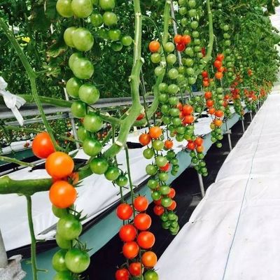Sistema hidropónico de invernaderos agrícolas a gran escala con método de calentamiento temporal