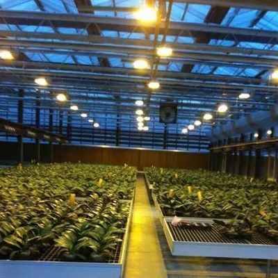 Entorno controlado Invernadero de plantación iluminado con cubierta de vidrio e iluminación