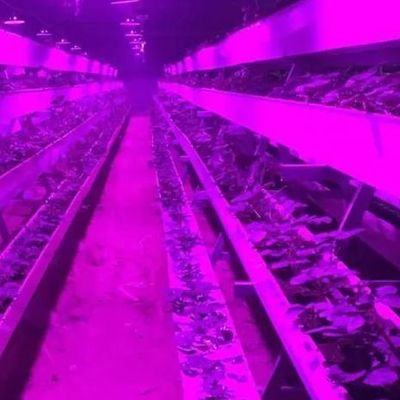 Entorno controlado Invernadero de plantación iluminado con cubierta de vidrio e iluminación
