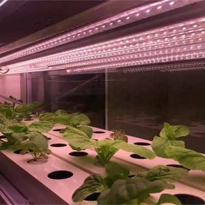 Entorno controlado Invernadero de plantación iluminado con cubierta de vidrio e iluminación