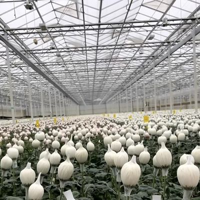 Sistema de hidroponía de invernadero con personalización y peso bruto del paquete de 100.000 kg