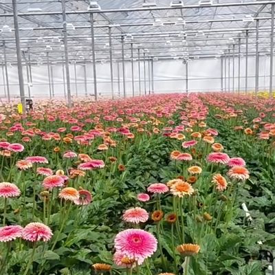 Hidroponía de invernadero de vidrio hueco de sola capa flotante perfecta para la agricultura hidropónica