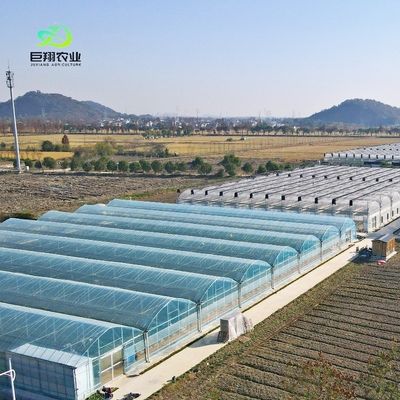 Invernadero de vidrio para plantas de tomate y hojas JX-Vídeo de 8m 9,6m 12m personalizado