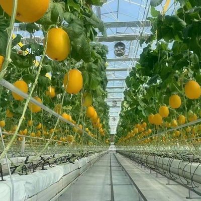 Hidroponía de invernadero de vidrio hueco de sola capa flotante perfecta para la agricultura hidropónica